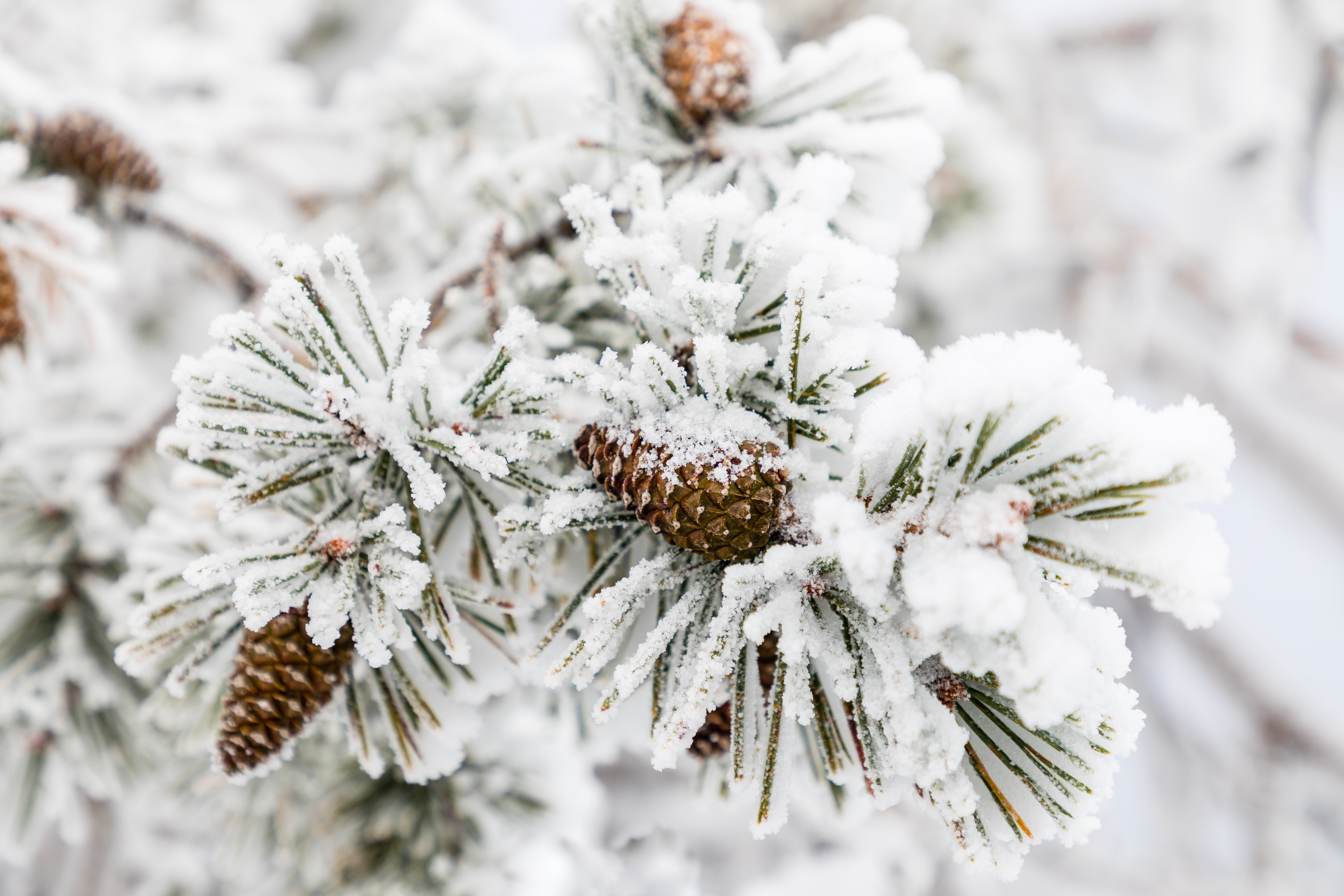 Pine Cones In Snow 1